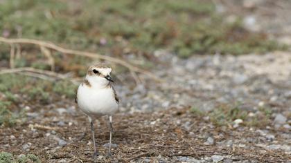 Kentish Plover