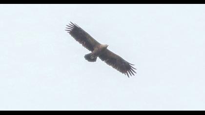 Lesser Spotted Eagle