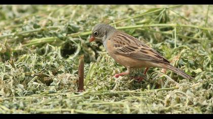Ortolan Bunting