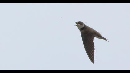 Sand Martin