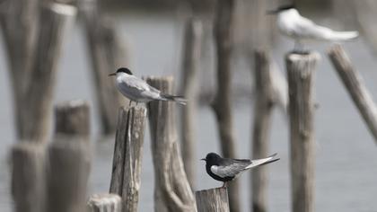 White-winged Tern
