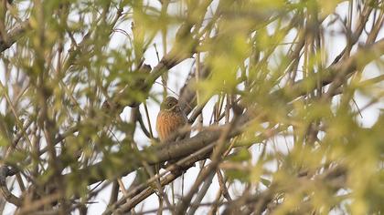 Ortolan Bunting