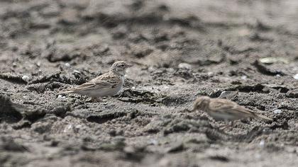 Greater Short-toed Lark