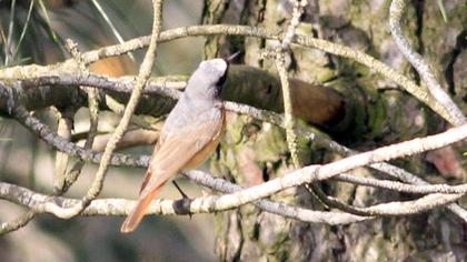 Common Redstart