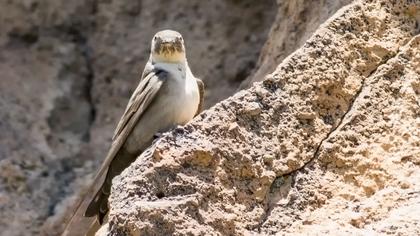 Eurasian Crag Martin