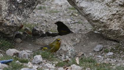European Greenfinch