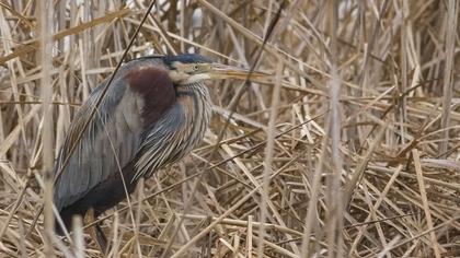 Purple Heron
