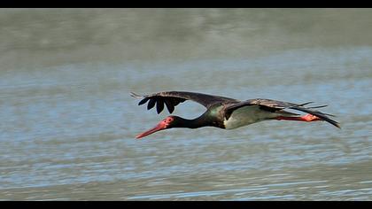 Black Stork