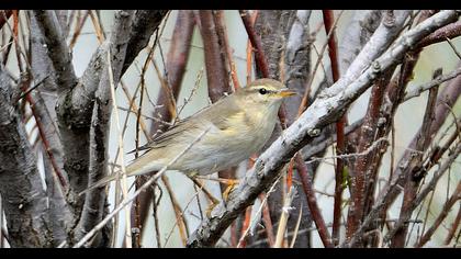 Willow Warbler