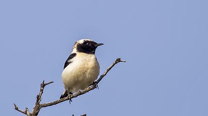 Black-eared Wheatear