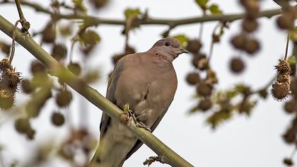 Laughing Dove