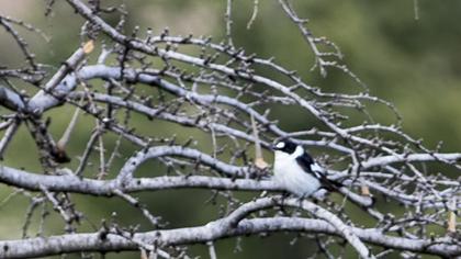 Collared Flycatcher