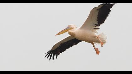 Great White Pelican
