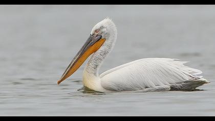 Dalmatian Pelican