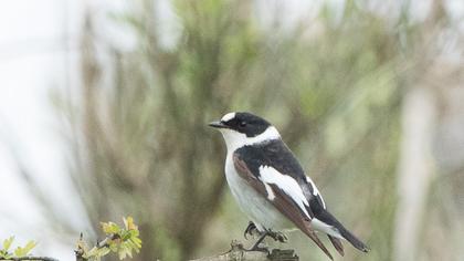 Collared Flycatcher