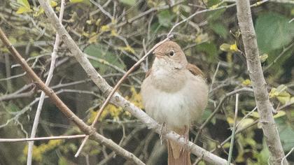 Common Nightingale