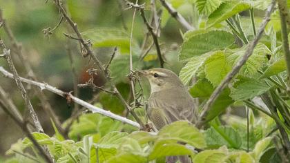 Willow Warbler