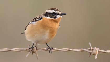 Whinchat