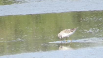 Bataklık düdükçünü