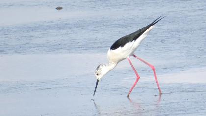 Black-winged Stilt