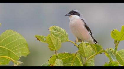 Lesser Grey Shrike