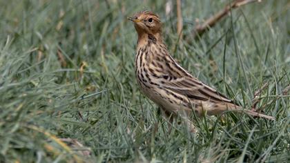 Red-throated Pipit
