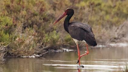 Black Stork