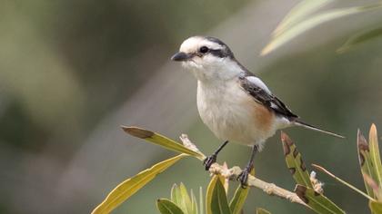 Masked Shrike