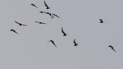 White-winged Tern