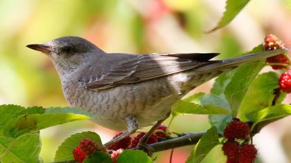 Barred Warbler