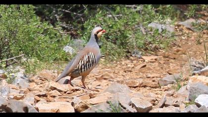 Chukar Partridge
