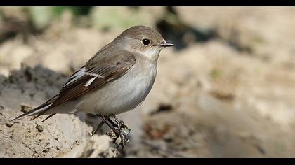 Collared Flycatcher