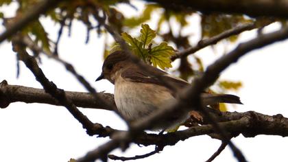 European Pied Flycatcher