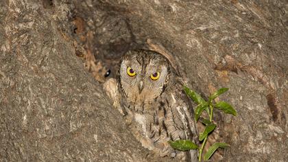 Eurasian Scops Owl