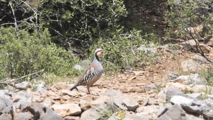 Chukar Partridge