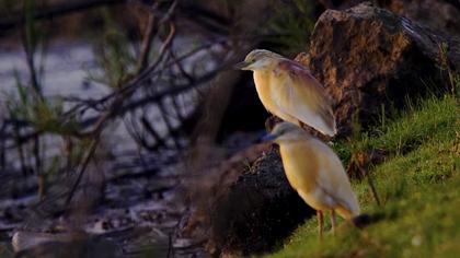 Squacco Heron