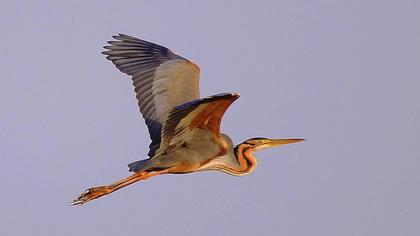 Purple Heron