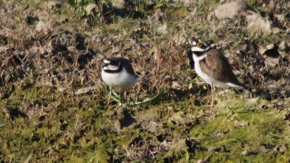 Little Ringed Plover