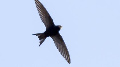 Common Swift