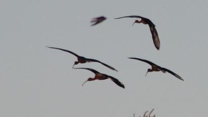 Glossy Ibis