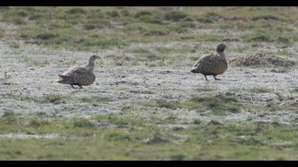 Black-bellied Sandgrouse