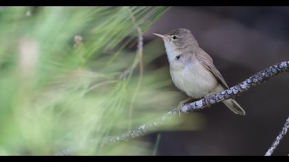 Eastern Olivaceous Warbler