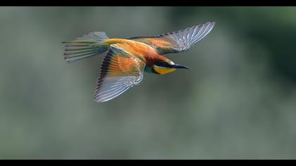 European Bee-eater