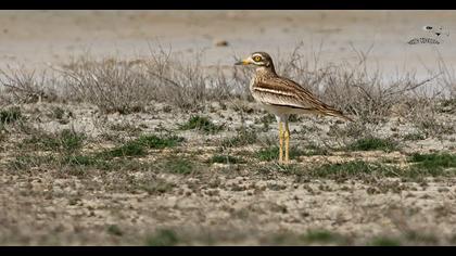 Eurasian Stone-curlew