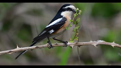 Masked Shrike