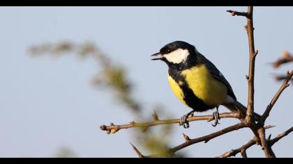 Great Tit