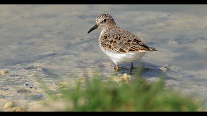 Temminck`s Stint