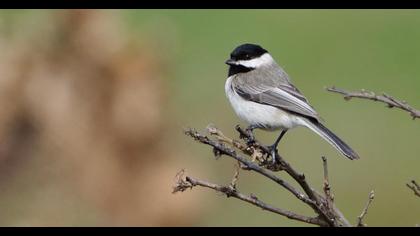 Akyanaklı baştankara