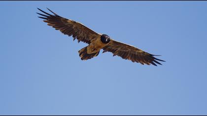 Bearded Vulture
