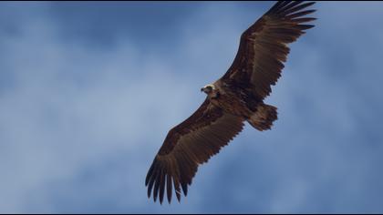 Cinereous Vulture
